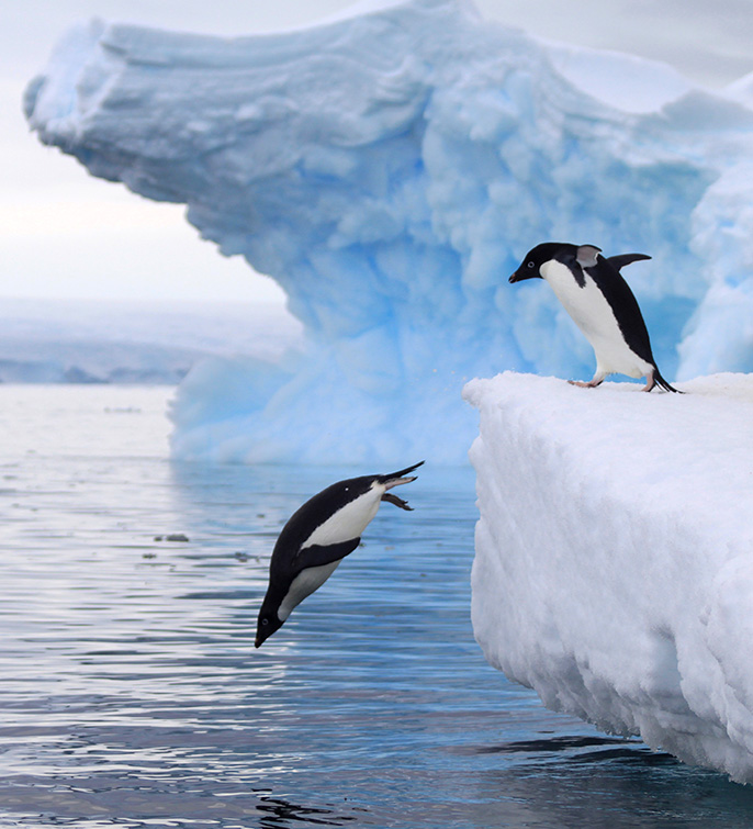 Pinguine-KOvsyanikova--Heritage-Expeditions