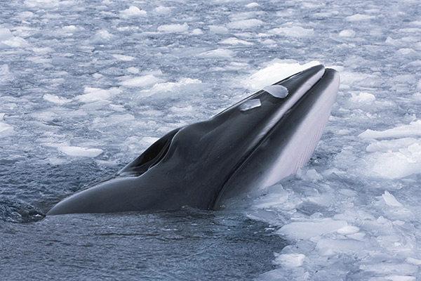 Minke-whales-are-sometimes-spotted_Rinie-van-Meurs