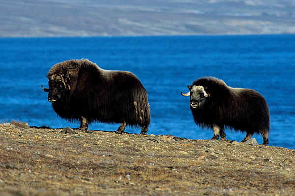 Musk-Oxen_Rinie-van-Meurs