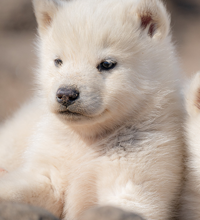 59_GROENLAND_TASIILAQ_CHIENS-PONANT_OphelieBLeunven