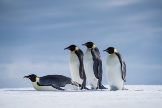 Pinguine im Weddellmeer