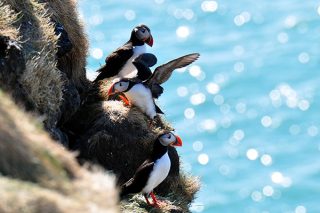 Islands Nordwesten entdecken