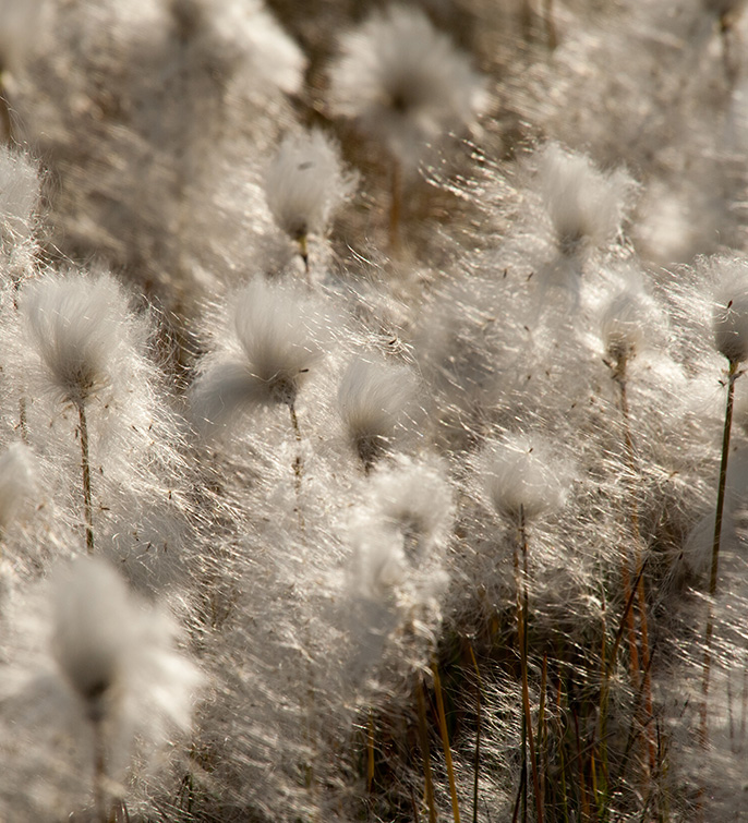 Northeast-Greenland,-Cotton-Erwin-Vermeulen-Oceanwide-Expeditions