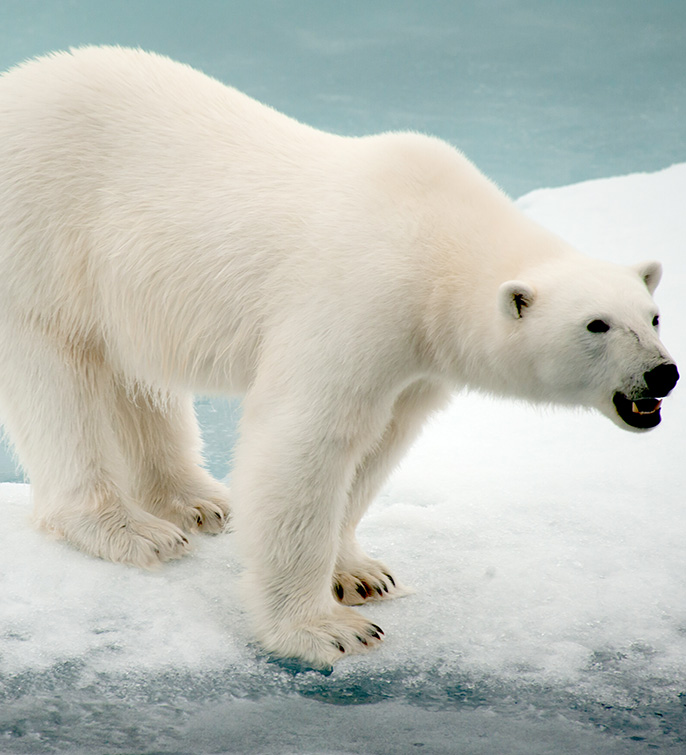 Polar-Bear-of-Spitsbergen_Erwin-Vermeulen