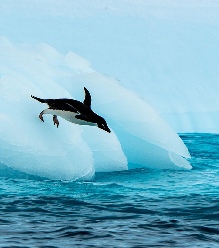 GA_Adelie_Renato-Granieri_AlbatrosExpeditions
