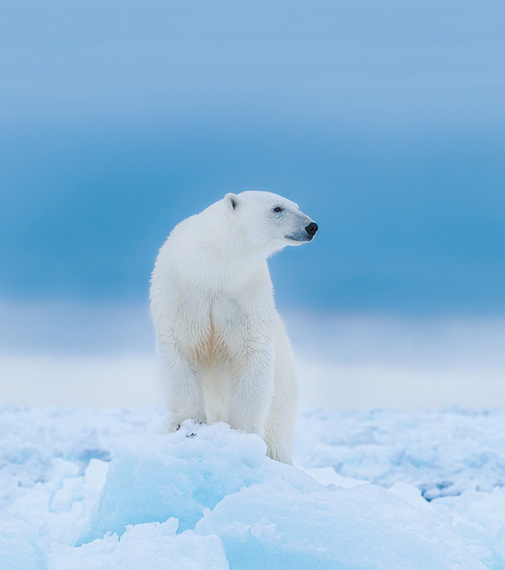 GA_Eisbaer_AdamRehborg-PolarQuest