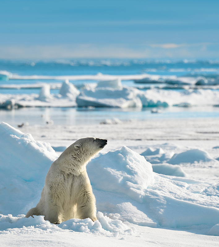 GA_Eisbaer_HenrikHaaningNielsen-PolarQuest