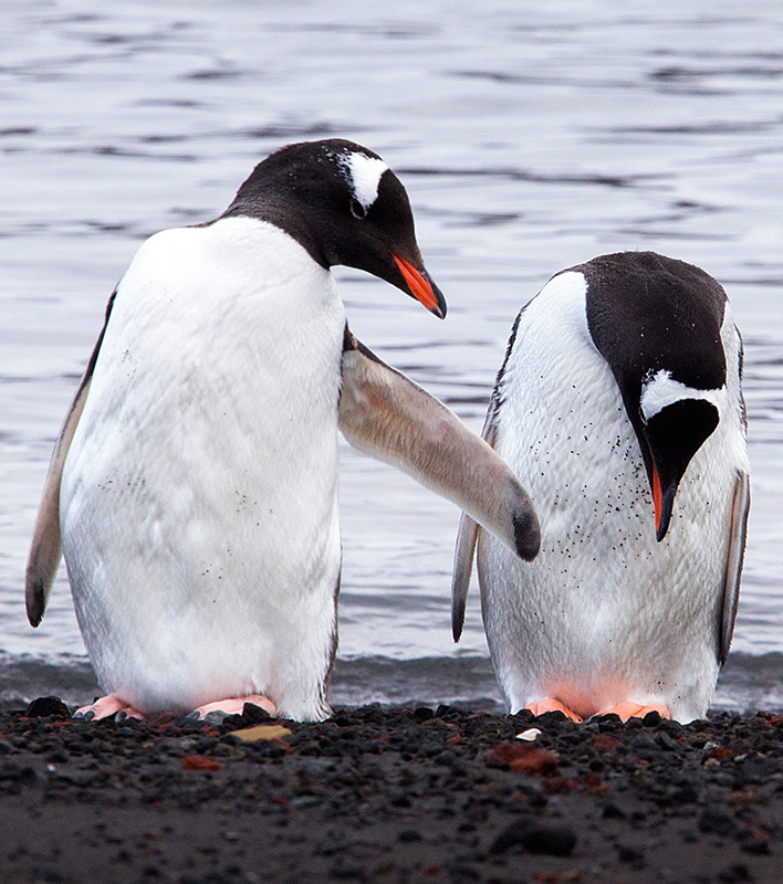 GA_Gentoo_Michael-Hjort_AlbatrosExpeditions