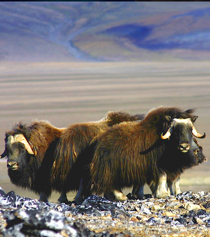 GA_MoschusOchsen_JanBryde_Poseidon-Expeditions