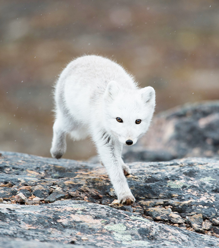 GA_Polarfuchs_Anthony-Smith_Poseidon-Expeditions