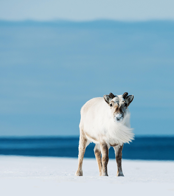 GA_Rentier_RonaldVisser-PolarQuest