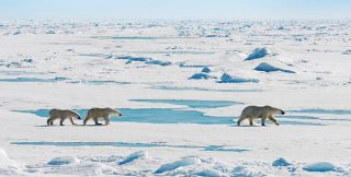 Spitzbergen entdecken