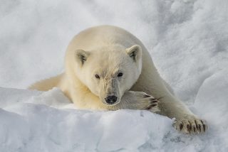 Im Land der Eisbären
