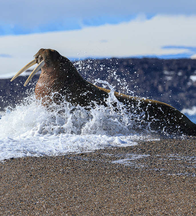 Svalbard_piet-van-den-bemd-Poseidon-Expeditions-77