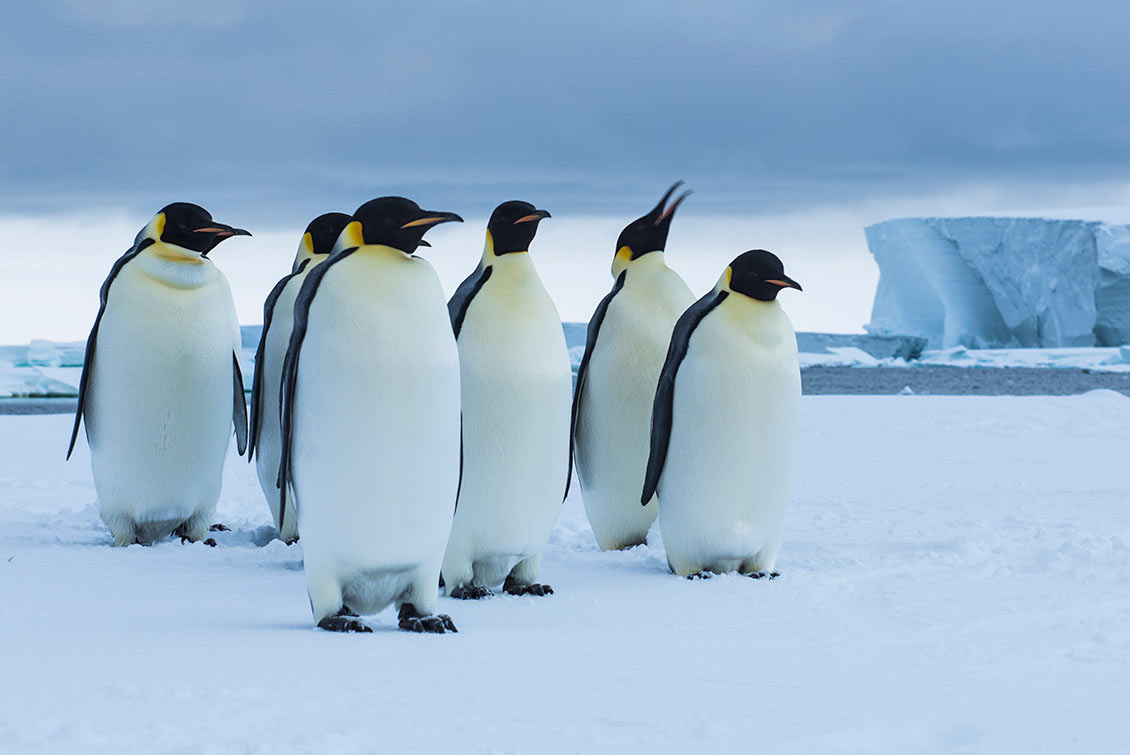 Kaiserpinguine in der Antarktis