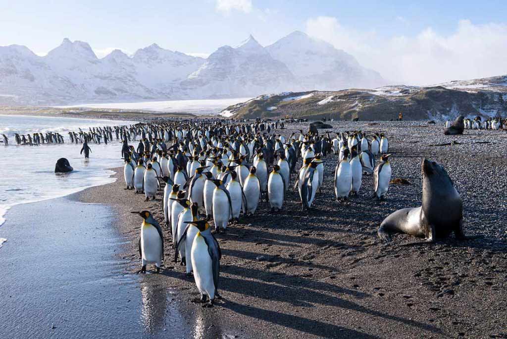 Königspinguine an der Nordküste Südgeorgiens