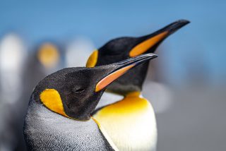 Antarktis, Falklandinseln und Südgeorgien