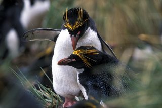 Falklandinseln & Südgeorgien