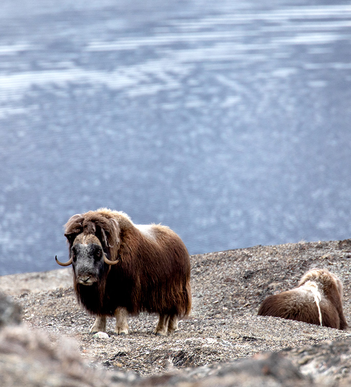 Musk_Ox_4M9A1503_michellesole