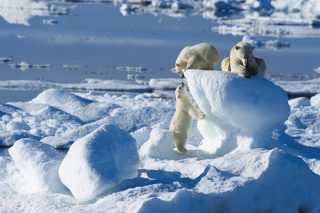 Nordspitzbergen - Auf der Suche nach Eisbären
