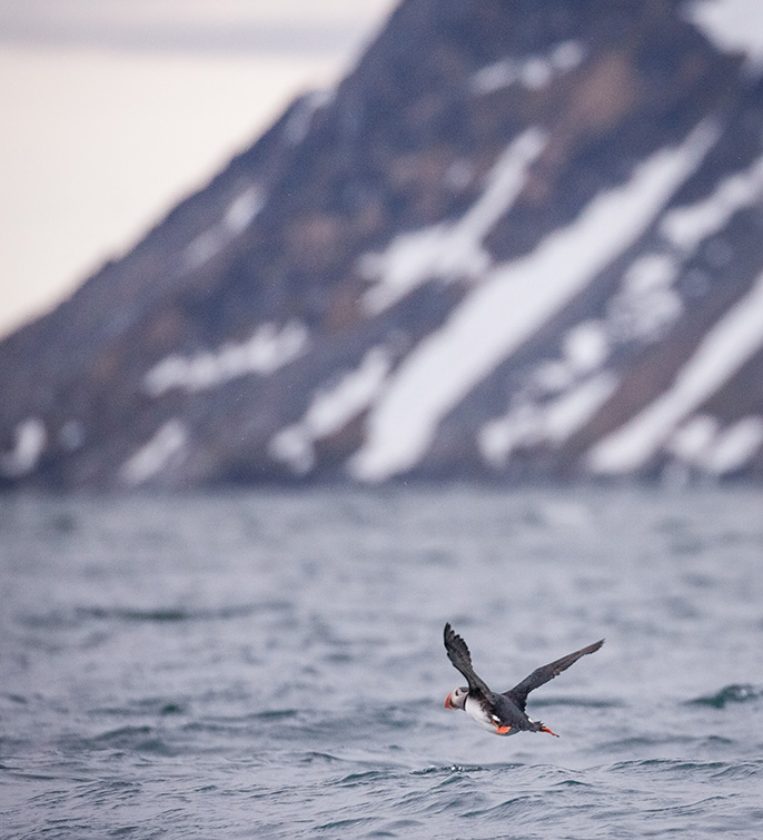 atlantic_puffin_svalbard-2_acaciajohnson