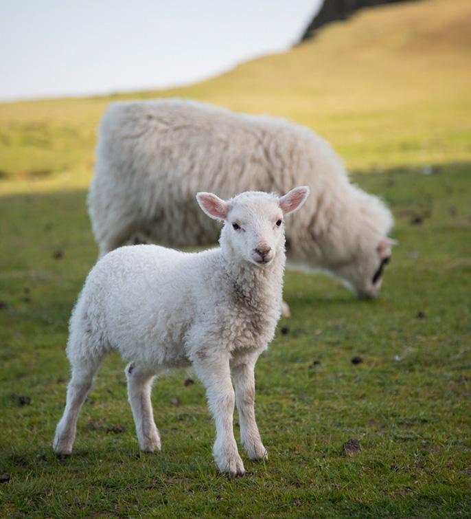 fairisle_acaciajohnson_7