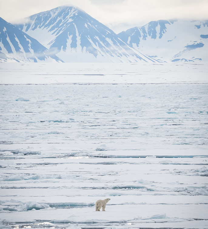 polar_bear_svalbard_acaciajohnson
