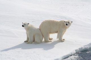 Abenteuer im Reich der Eisbären