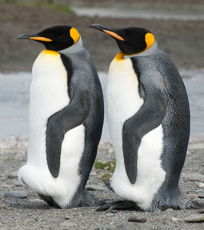 GA_Oceanwide_Cooling-off-their-feet_Erwin-Vermeulen