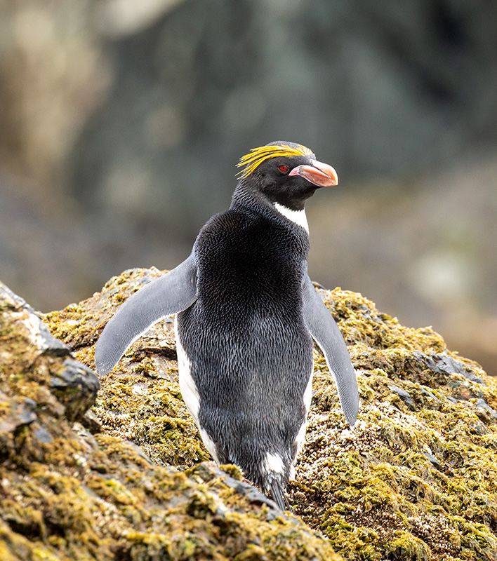 GA_Quark-Expedition_Macaronipinguin_Michelle-Sole