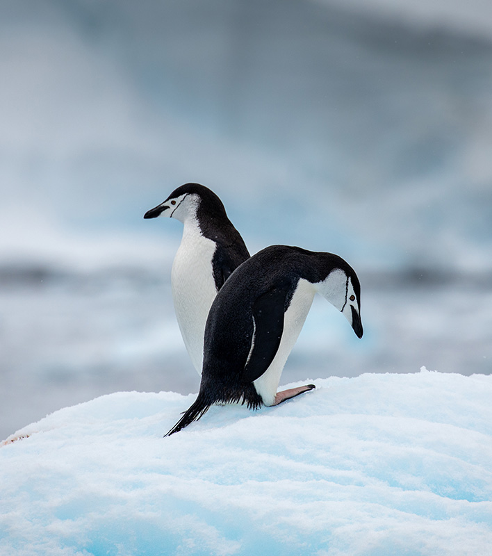 GA_Quark-Expedition_Zuegelpinguine_Michelle-Sole