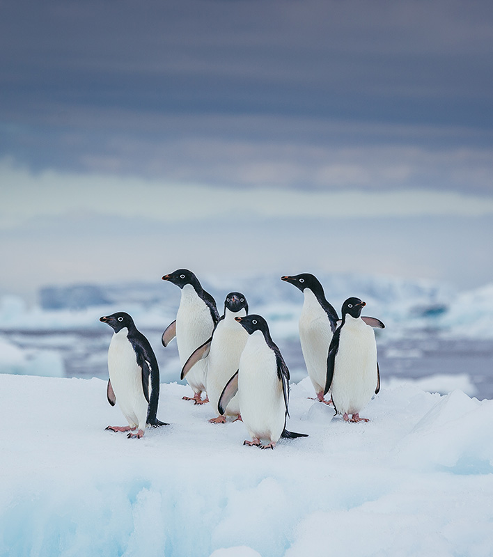 GA_Quark-Expeditions_Adeliepinguine_David-Merron