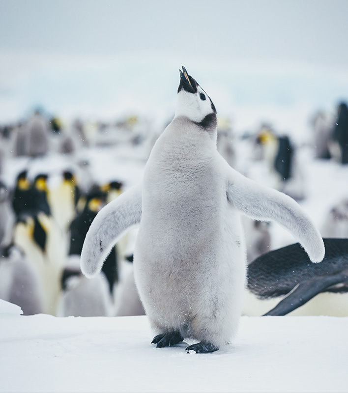 GA_Quark-Expeditions_Kaiser-inguine_David-Merron