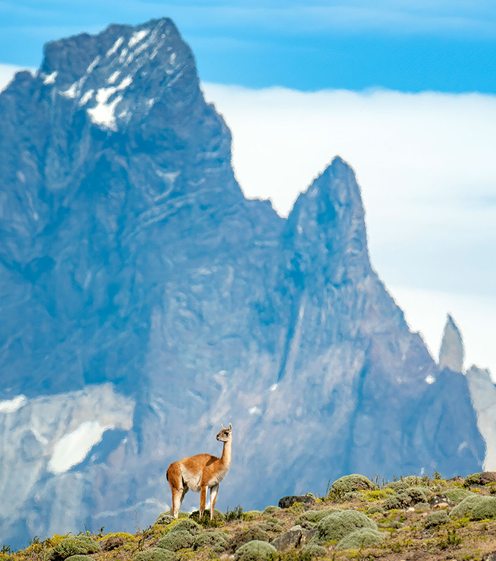 GA_Quark-Expeditions_Patagonien-Lama-Bergmassiv_Luis-Bertea