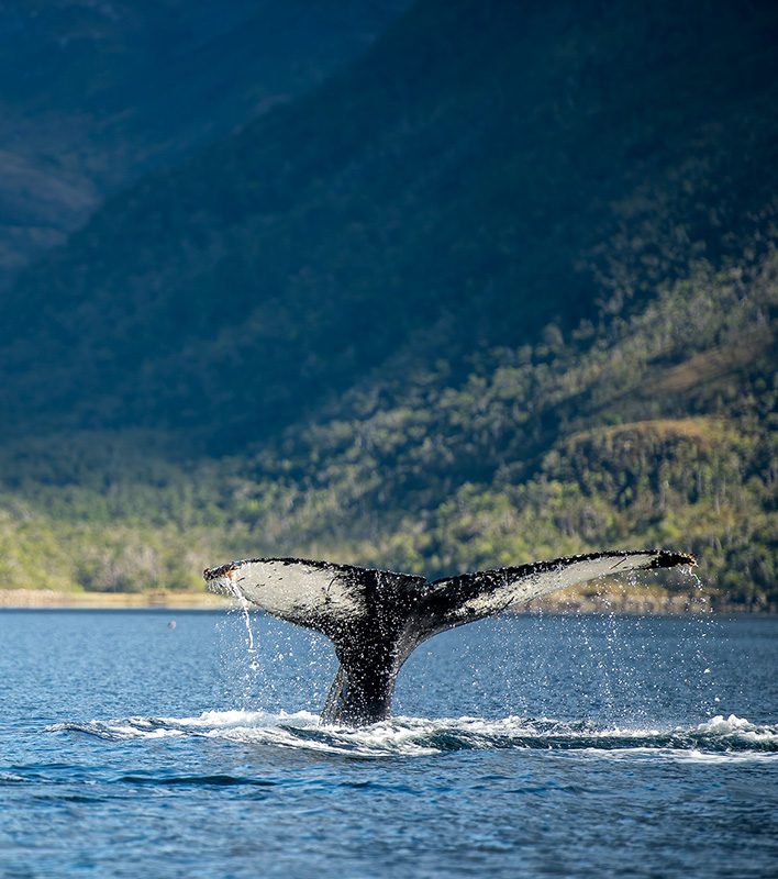 GA_Quark-Expeditions_Patagonien-Wal_Luis-Bertea