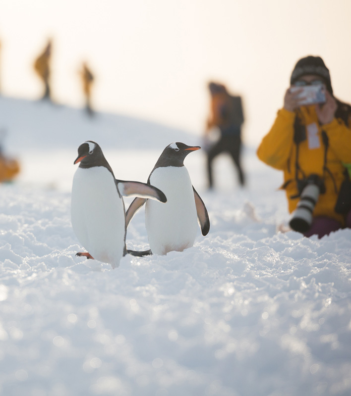 GA_Quark-Expeditions_Pinguine-Pax_David-Merron