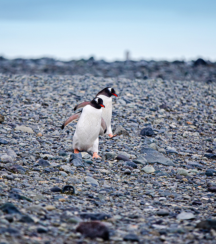 GA_Scenic_Antarctica-Eselspinguine_RogerPimenta