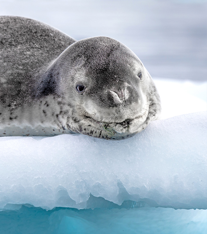 GA_Scenic_Antarctica-Leopar-Seal_RogerPimenta