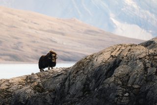 Höhepunkte der Arktis