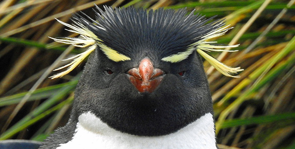 KB_Antarkrtis-Falklands_PabloPetracci-AntarpplyExpeditions