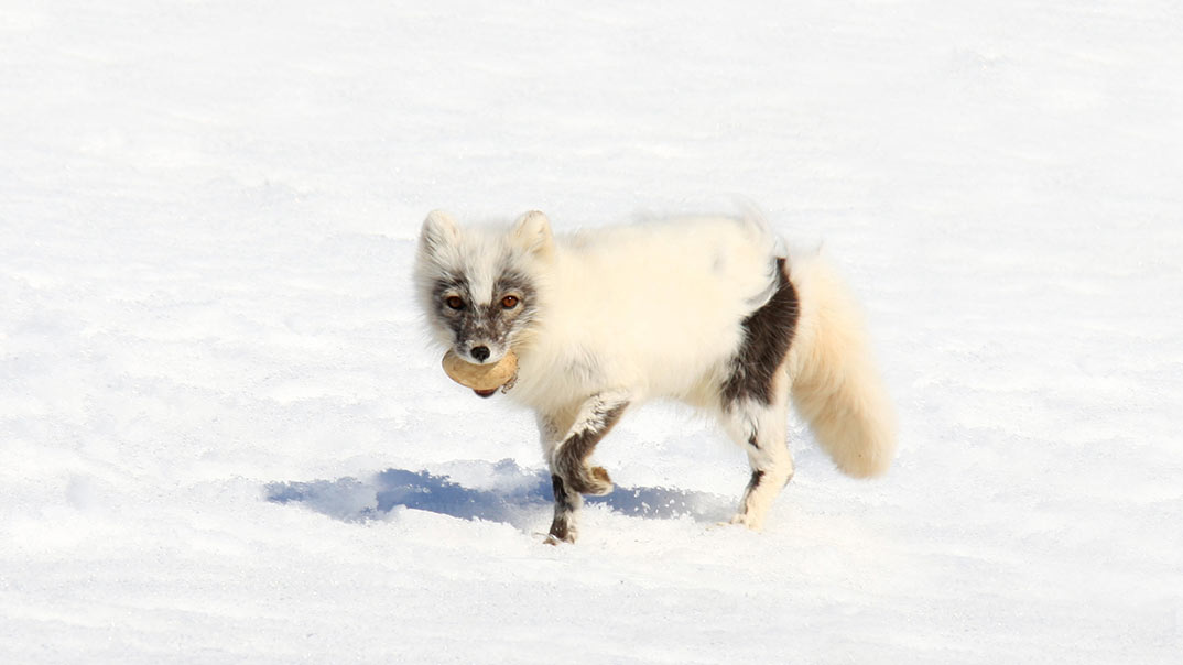 spitzbergen-polarfuchs_PolarQuest