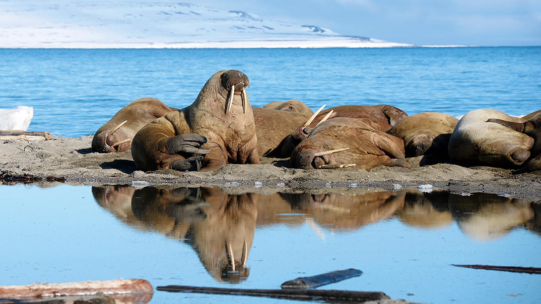 walross-polarquest_Mattias--Horntrich