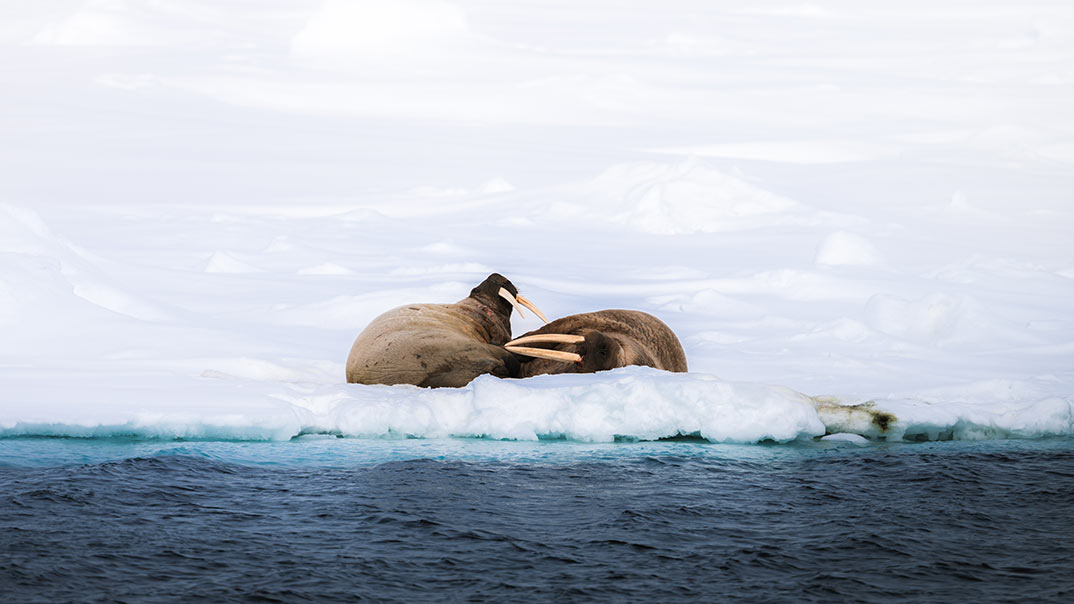 walross-spitzbergen-polarquest_Sebastian-Lehrke