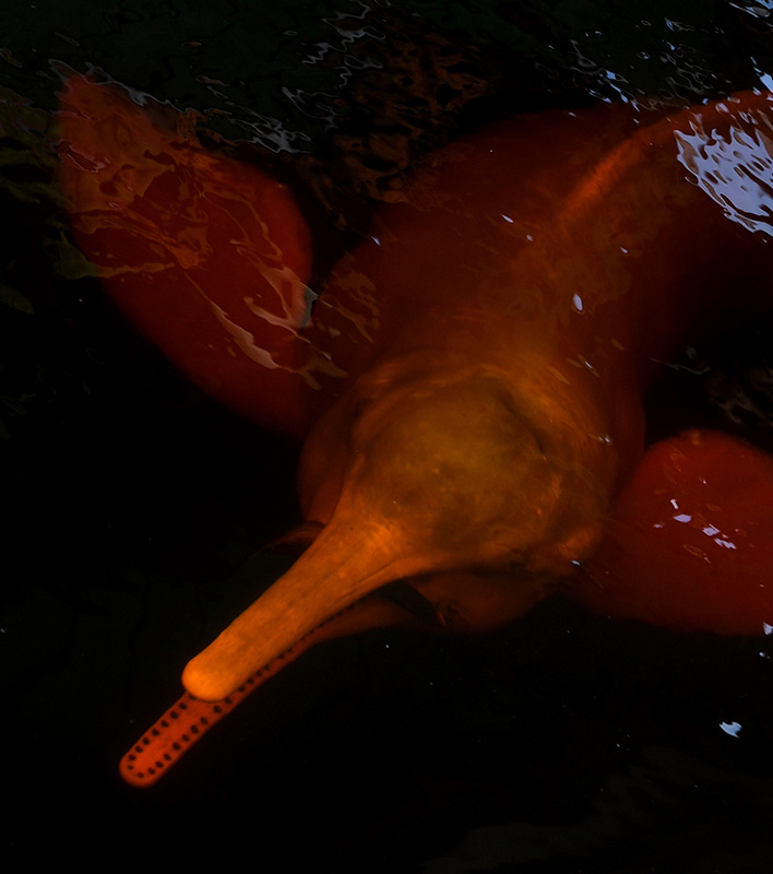 Flußdelphin_PageChichester_PolarisTours