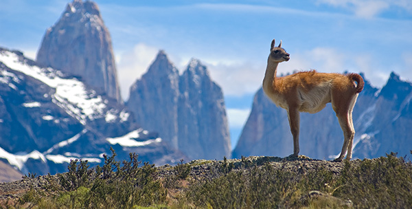 Lama in Chile