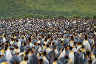 Falkland und Südgeorgien