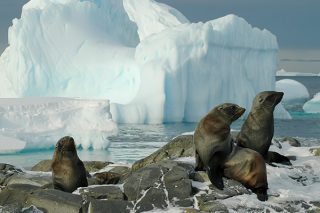 Chilenische Fjorde, Falkland, Südgeorgien und Antarktis