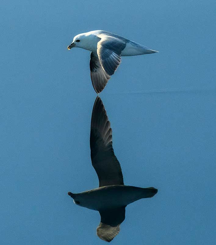 Eissturmvogel im Flug übers Wasser