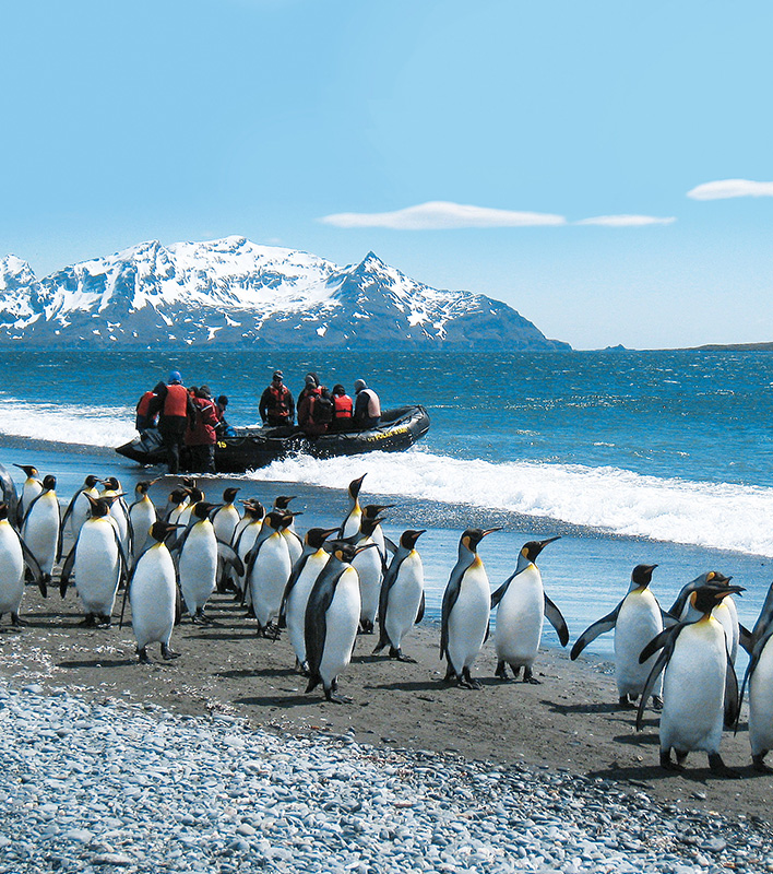 Zodiac und Königspinguine