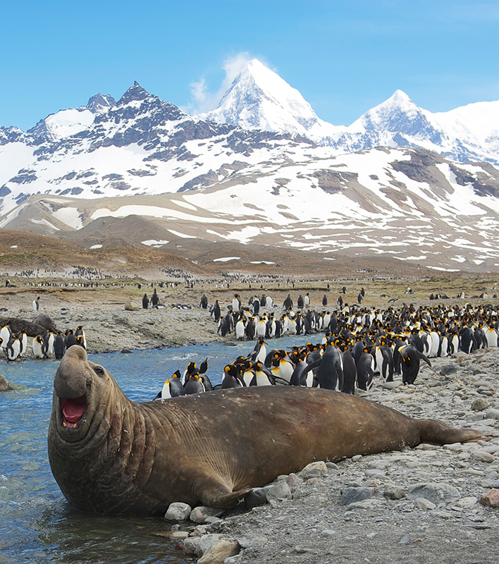 See-Elefanten und Königspinguine
